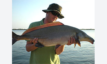 Record photograph for Mormyrus longirostris